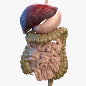 3D Human Digestive System model